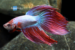 Betta Cambodia male