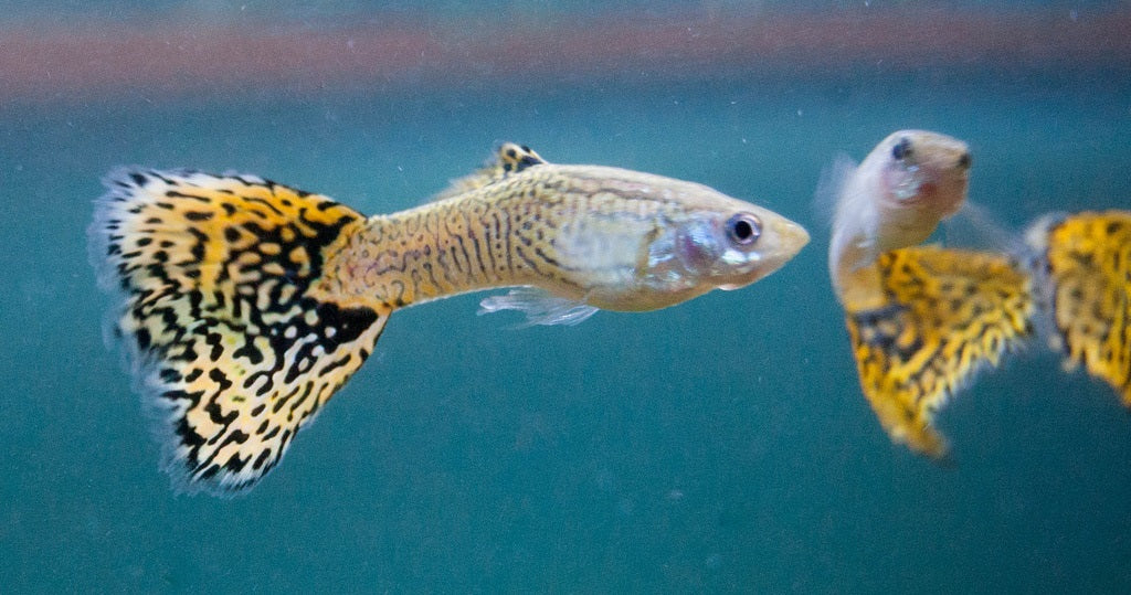 Guppy Gold Cobra Pr. - petkiosklive