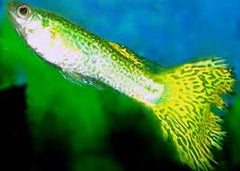 Guppy Gold Cobra Pr. - petkiosklive