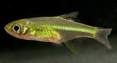 Rasbora Kubotae - petkiosklive