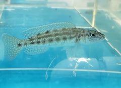 Lepidiolamp. Nkambe - petkiosklive