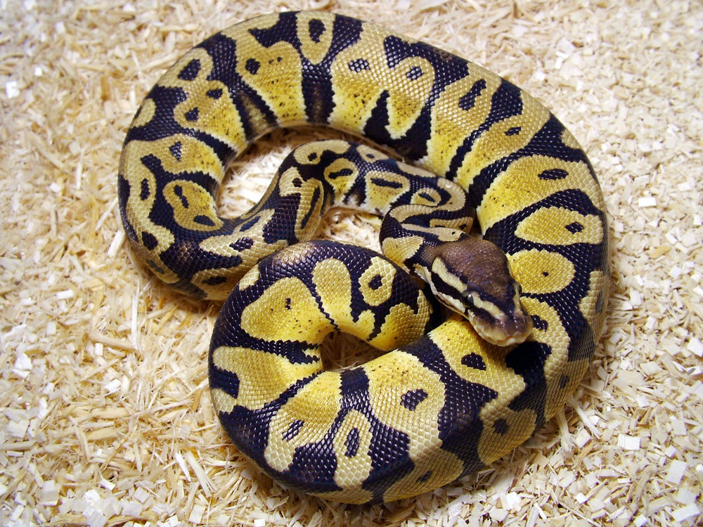 Pastel Ball Python Female - petkiosklive