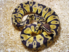 Pastel Ball Python Female - petkiosklive