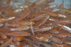 Minnow - petkiosklive