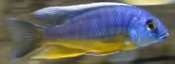 Peacock Yellow Spilonotus - petkiosklive