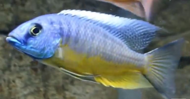 Peacock Yellow Spilonotus - petkiosklive