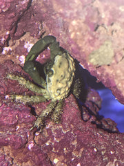 Crabs Emerald - petkiosklive