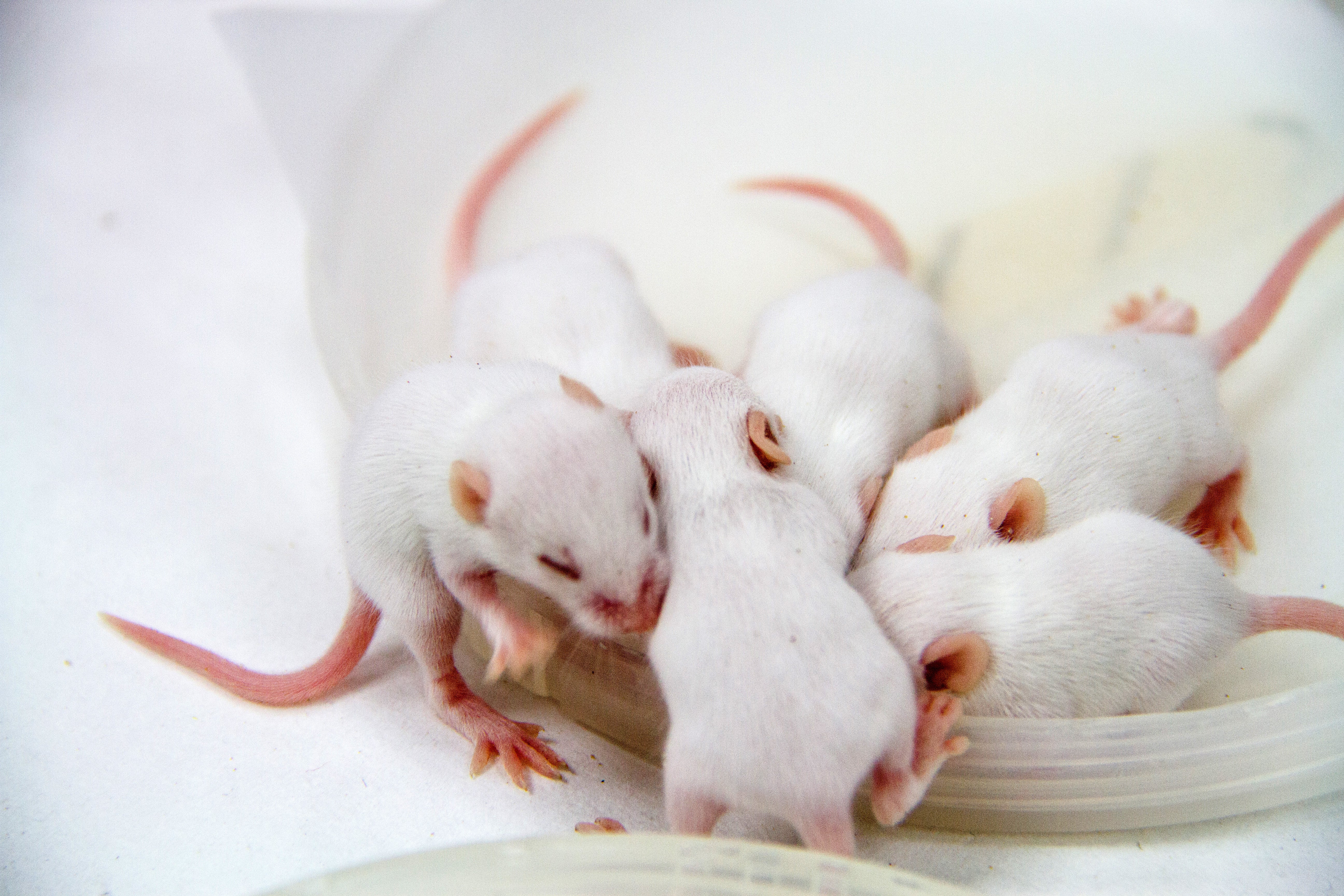 Mouse Hopper - petkiosklive