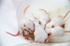 Mouse Hopper - petkiosklive