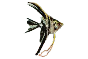 Angelfish (Freshwater)