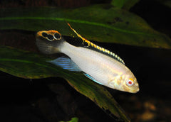 Kribensis Albino - petkiosklive