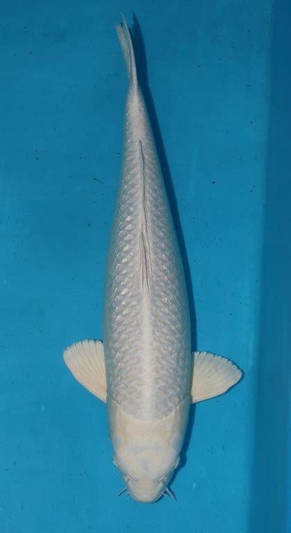 KOI PLATINUM OGON 3"