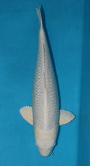 KOI PLATINUM OGON 3"