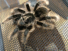 Curly Hair Tarantula