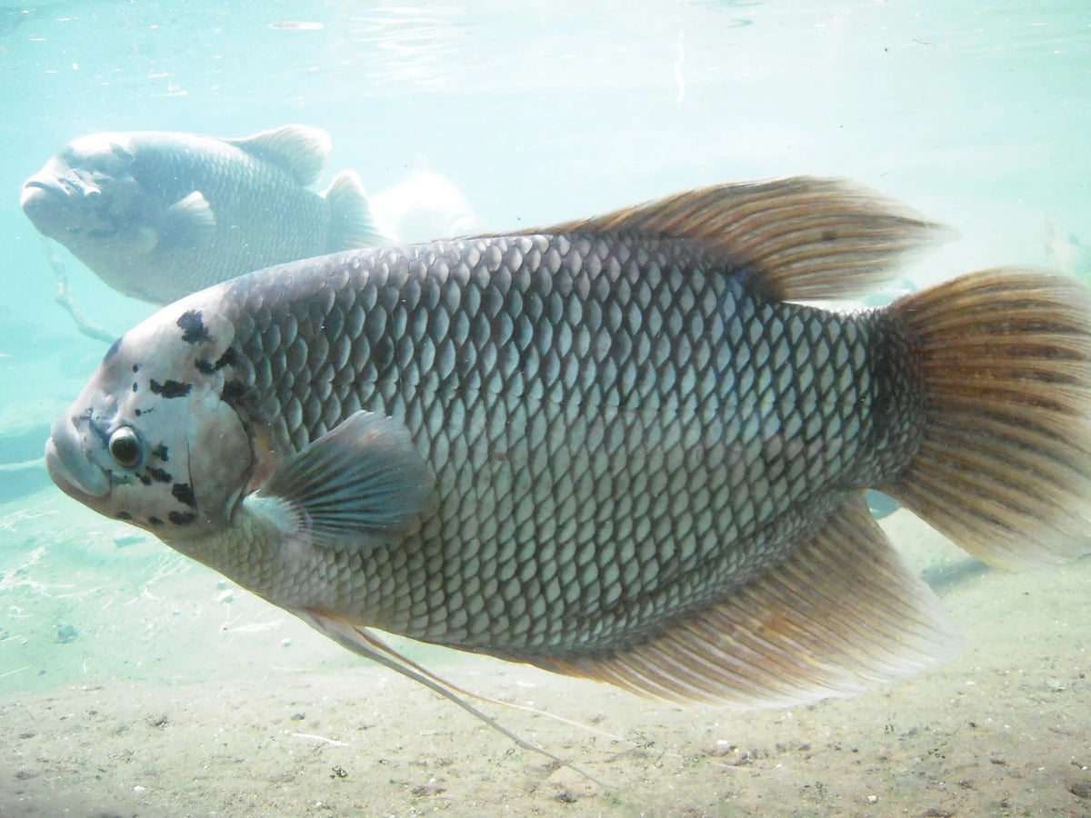 Gourami Osphronemus Giant