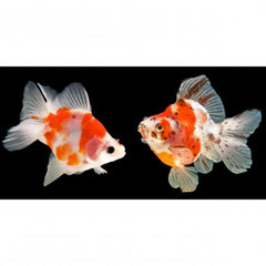 RYUKIN BROADTAIL-ASST.-XL