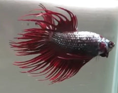 Betta Crowntail Dragon Scale - petkiosklive