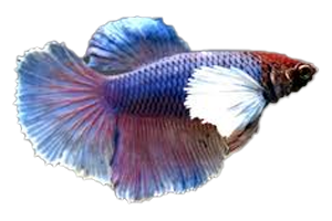 Betta Dumbo Halfmoon - petkiosklive