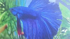 Betta Delta Tail - petkiosklive