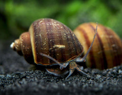 Snail Blackystery - petkiosklive