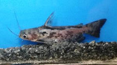 Catfish Driftwood - petkiosklive