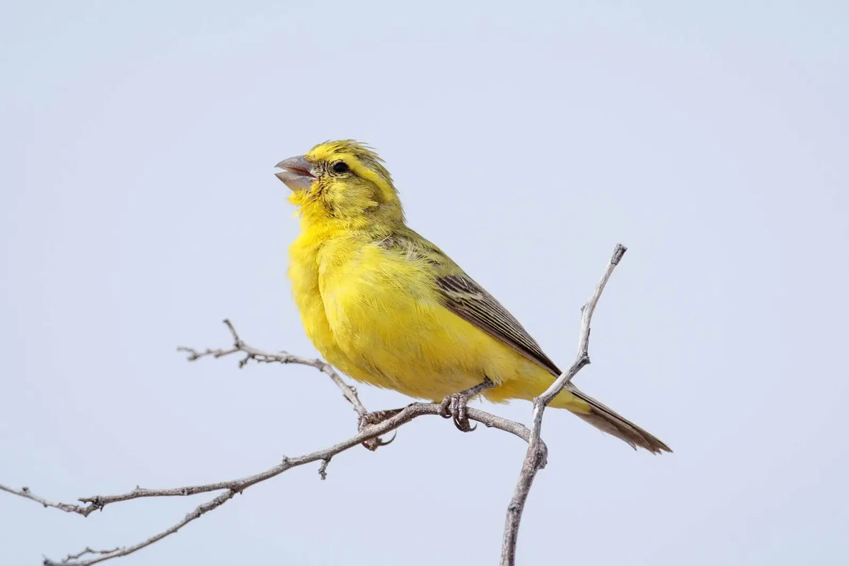 Canary Yellow male