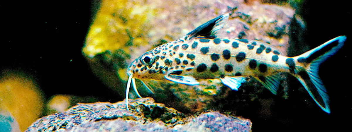 CATFISH DWARF SYNODONTIS-L