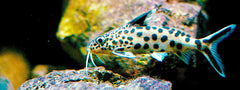CATFISH DWARF SYNODONTIS-L
