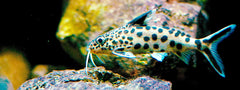 Catfish Dwarf Synodontis