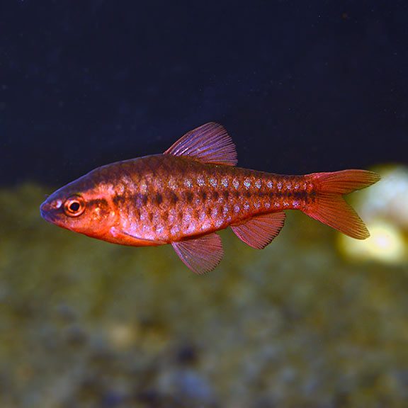 Labido. Hongi Red Europe - petkiosklive