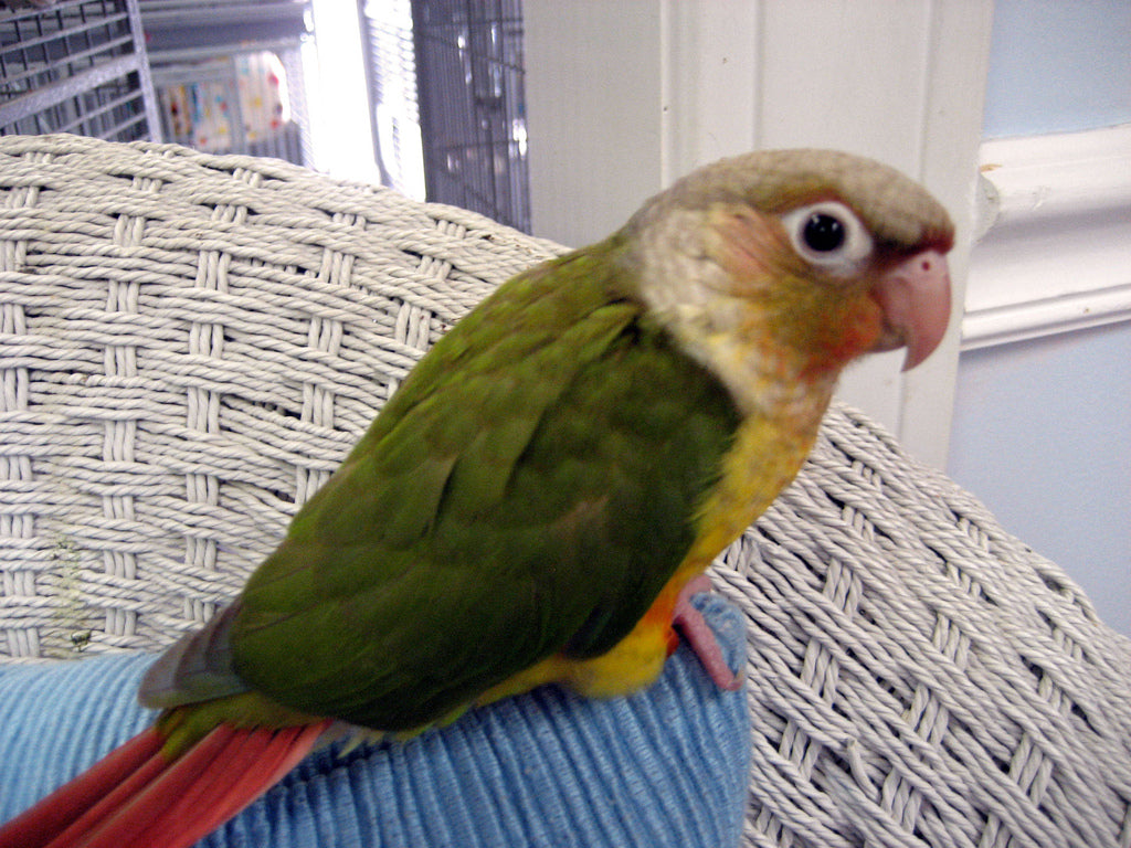 CONURE PINEAPPLE
