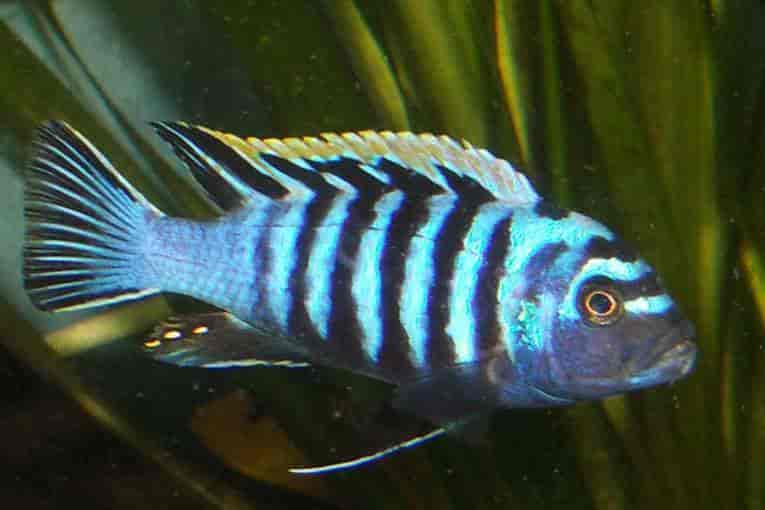 Cynotil Afra Blue Reef