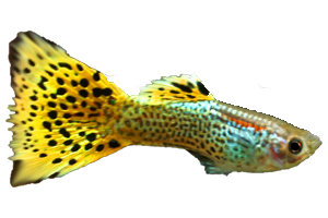 Guppy Leopard - petkiosklive