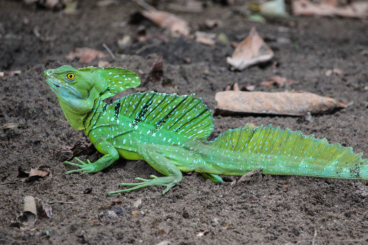 Green Basilick