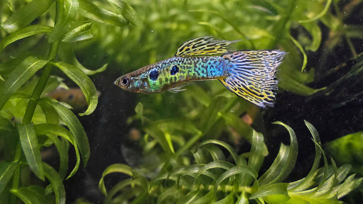 GUPPY GREEN COBRA MALE-L
