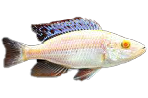 HAP. COMPRESSICEPS ALBINO-2"