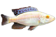 HAP. COMPRESSICEPS ALBINO-2"