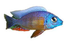 Hap. Taiwan Reef Protomela - petkiosklive