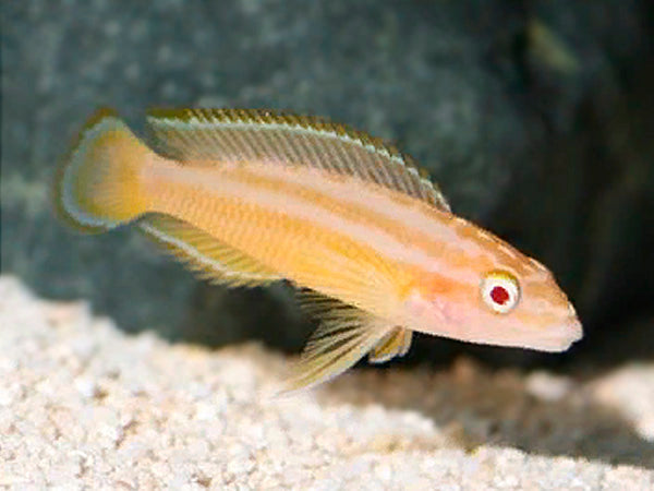 Julidochromis Tran. Albino - petkiosklive