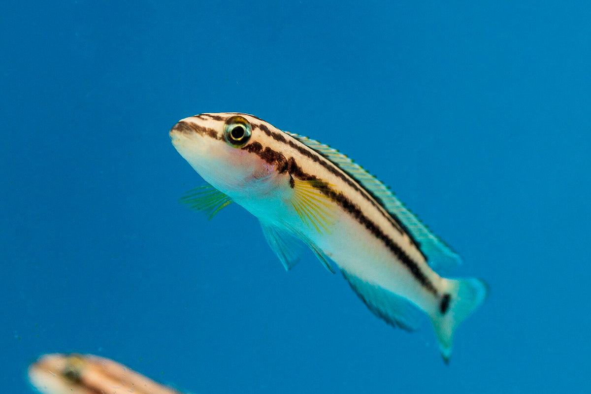 Julidochromis Ornatus