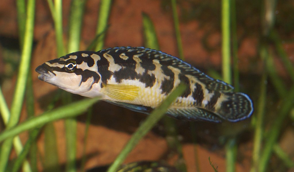 Julidochromis Transcriptus