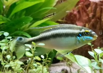 KRIBENSIS WILD-M