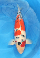 KOI SHOWA SANKE 3"