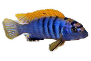 Labido. Hongii - petkiosklive