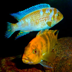 Zebra Ob - petkiosklive