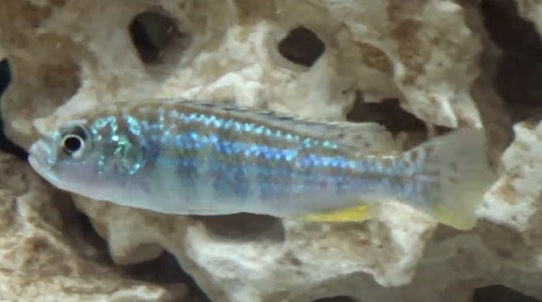 LABIDO. EXASPERATUS-2"