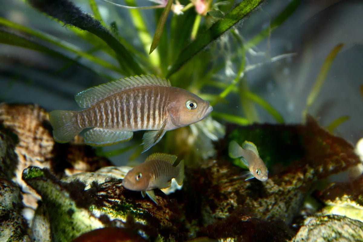 Lamprologus Brevis