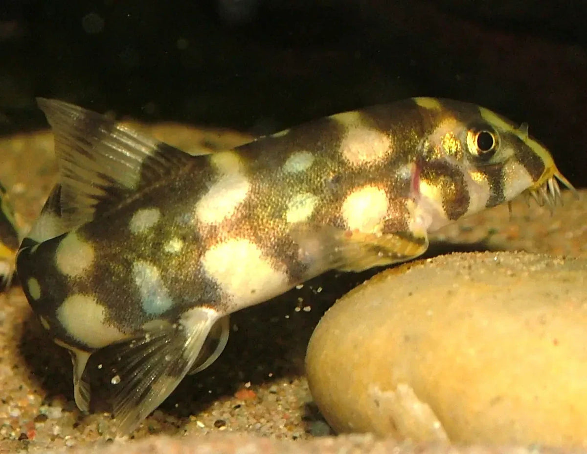 LOACH BURMESES BORDER-1"