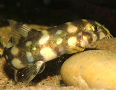 Loach Burmeses Border