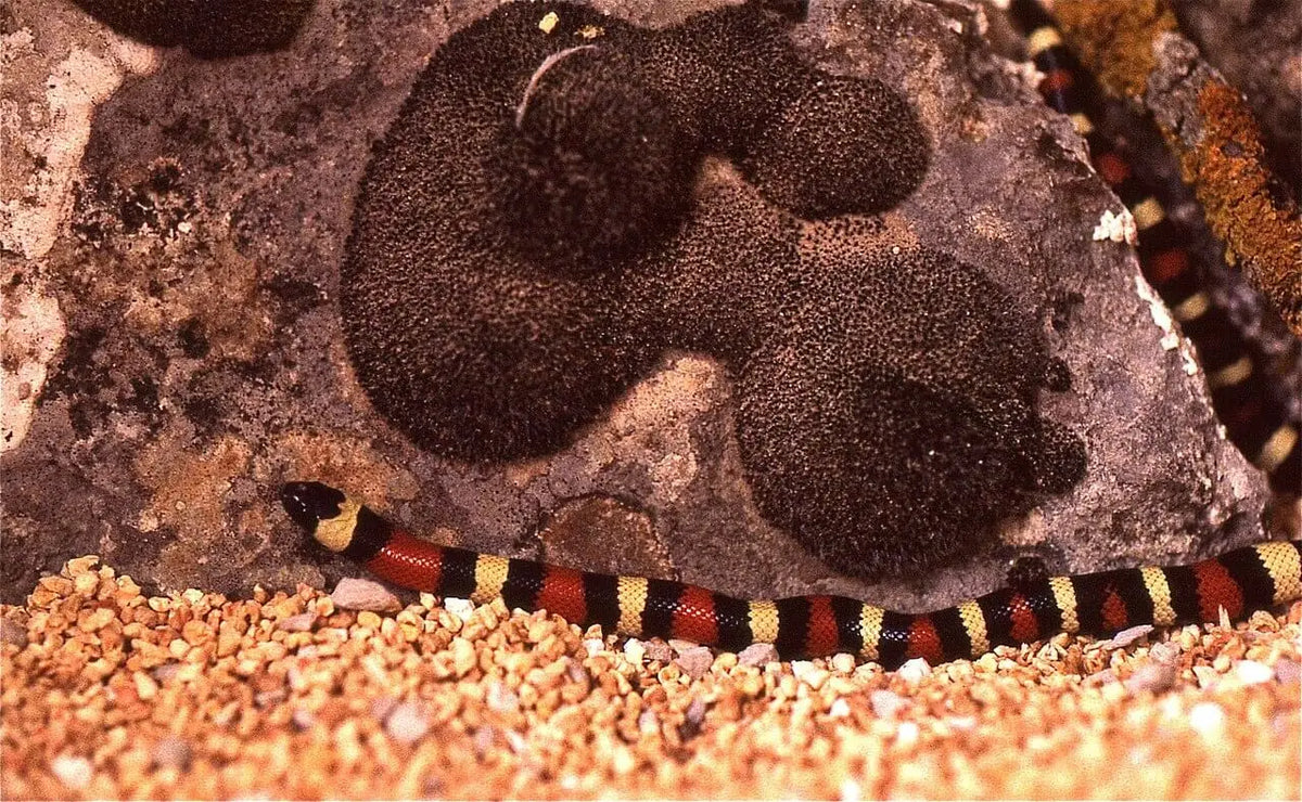 MILK SNAKE, PUEBLON x NELSON